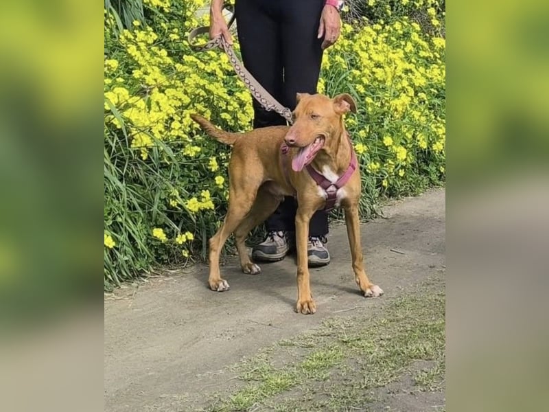 POLDI möchte dein Herz erobern