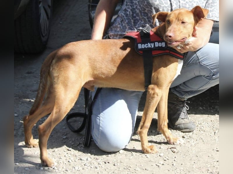 POLDI möchte dein Herz erobern