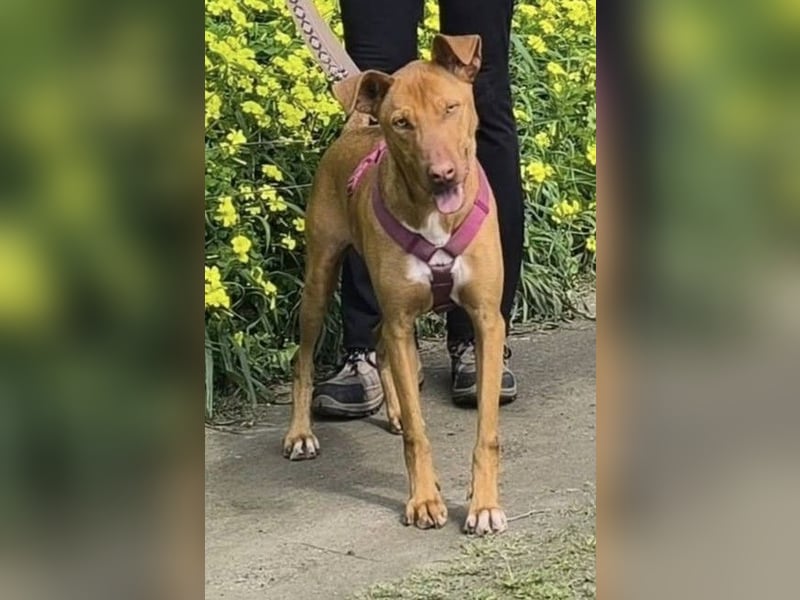 POLDI möchte dein Herz erobern