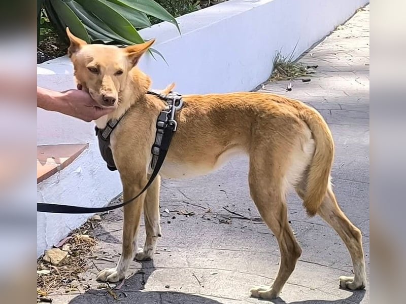Pandora sucht ihre Familie