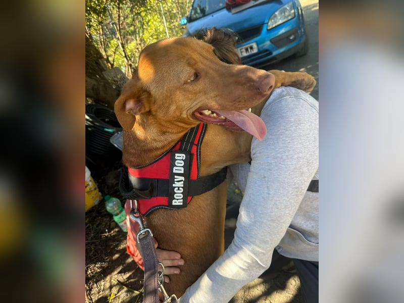 POLDI möchte dein Herz erobern