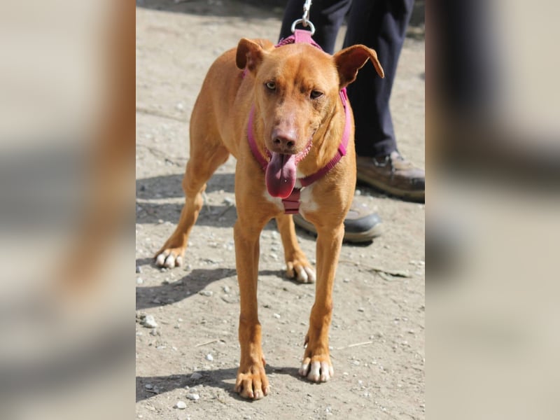 POLDI möchte dein Herz erobern