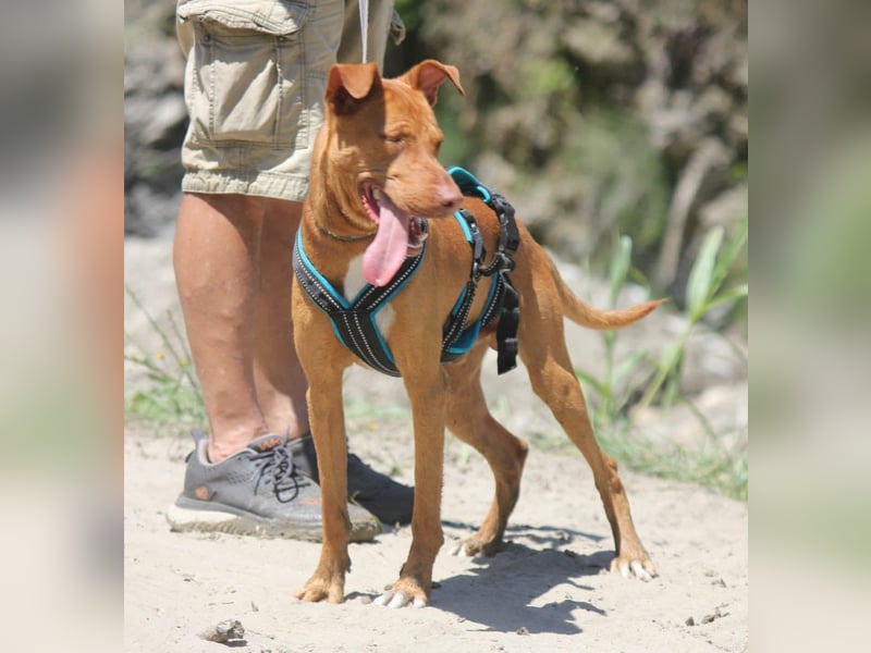 POLDI möchte dein Herz erobern