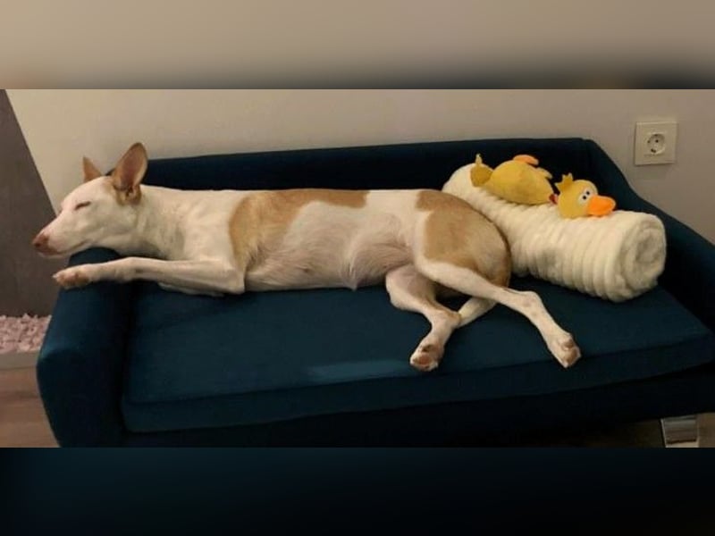 Sonnenschein SUNNY sucht ihren Platz zum Strahlen