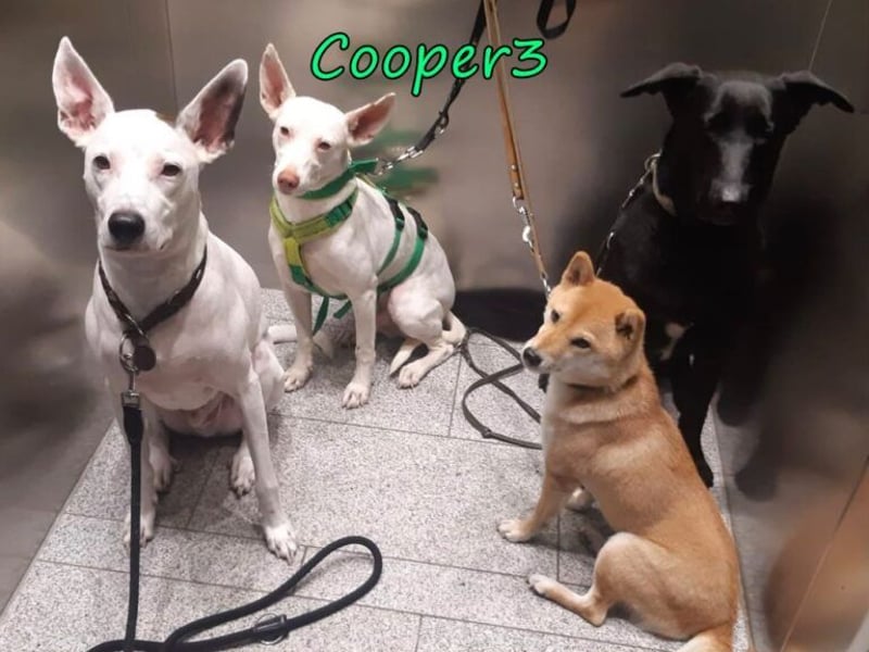 Cooper3 geb. 03/2022 (in Deutschland) - lieber, aktiver Podenco der Kinder liebt!