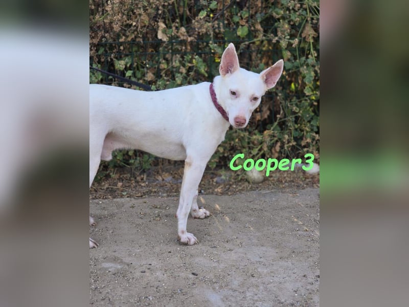Cooper3 geb. 03/2022 (in Deutschland) - lieber, aktiver Podenco der Kinder liebt!