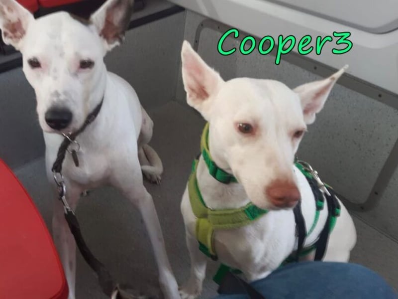 Cooper3 geb. 03/2022 (in Deutschland) - lieber, aktiver Podenco der Kinder liebt!
