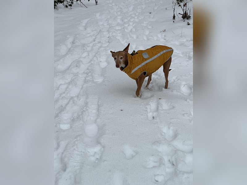 Ängstliche Podenco Andaluz Hündin