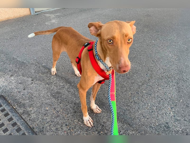 Quinoa - kleine Podenca sucht das Glück