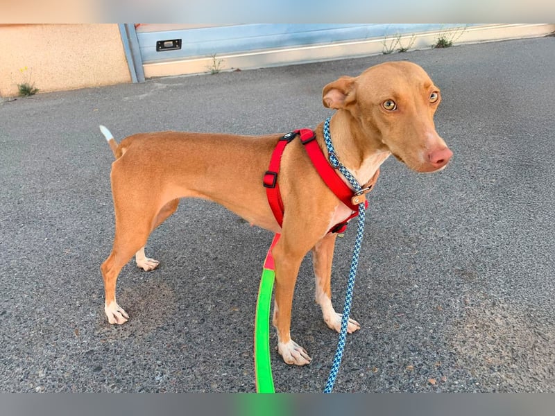 Quinoa - kleine Podenca sucht das Glück