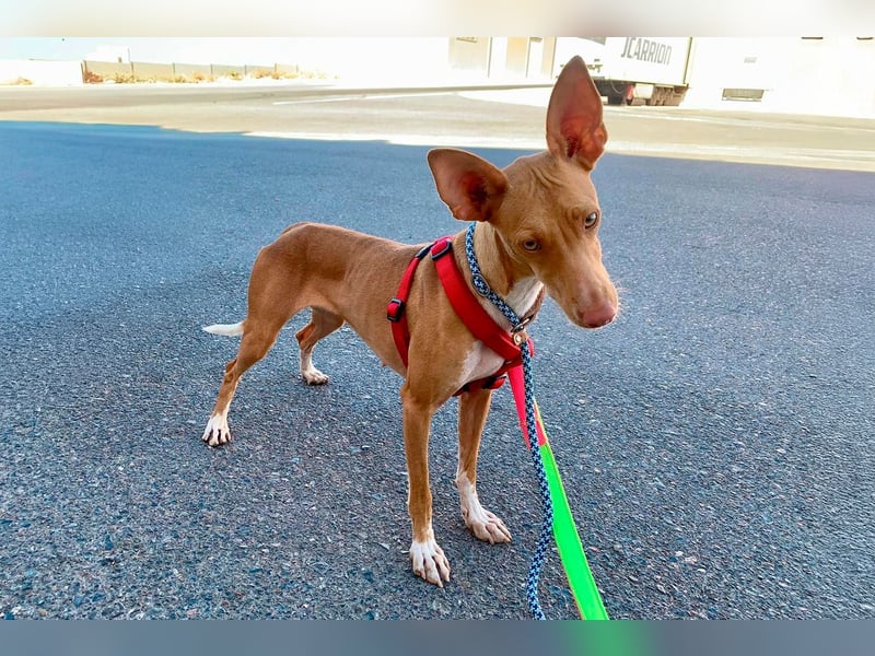 Quinoa - kleine Podenca sucht das Glück