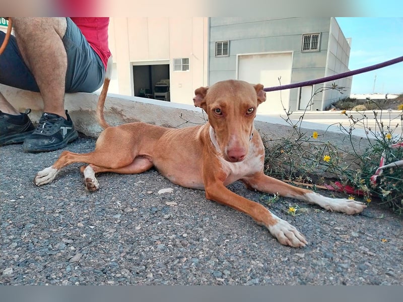 Quinoa - kleine Podenca sucht das Glück
