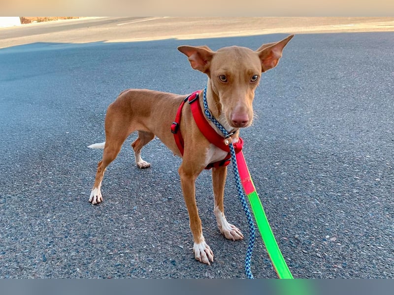 Quinoa - kleine Podenca sucht das Glück