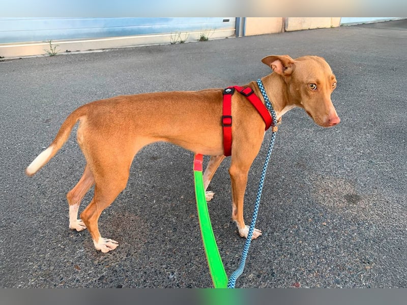 Quinoa - kleine Podenca sucht das Glück
