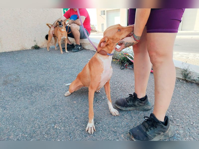 Quinoa - kleine Podenca sucht das Glück
