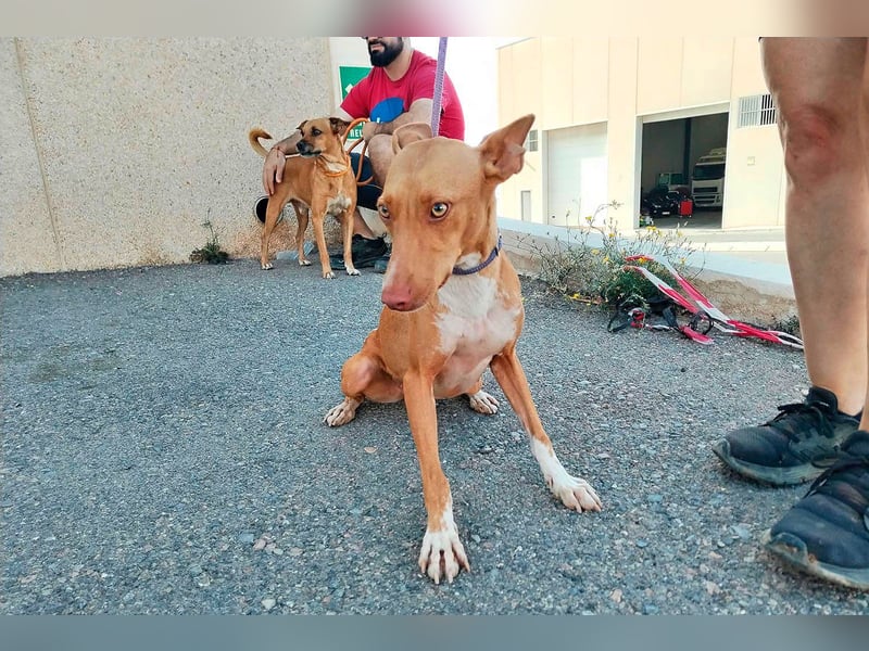 Quinoa - kleine Podenca sucht das Glück