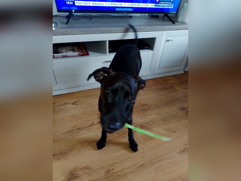 Podenco Portogiuse an guten Nachfolger abzugeben...