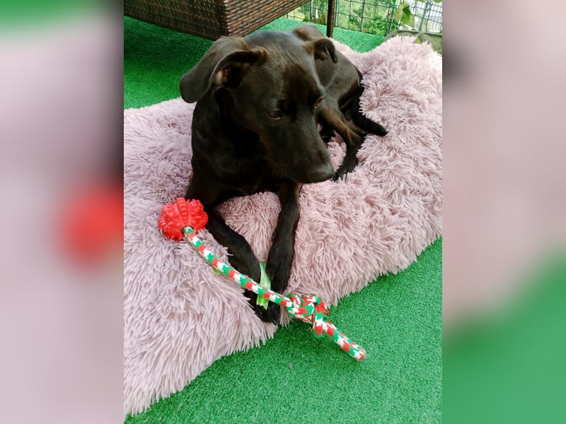Podenco Portogiuse an guten Nachfolger abzugeben...