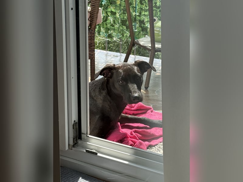 Podenco Portogiuse an guten Nachfolger abzugeben...