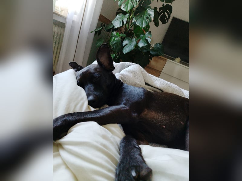 Podenco Portogiuse an guten Nachfolger abzugeben...