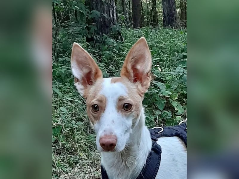 Chira ,treue Podenca sucht ihre Menschen ganz für sich