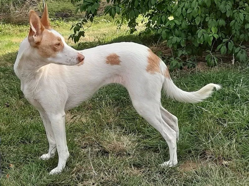 Chira ,treue Podenca sucht ihre Menschen ganz für sich