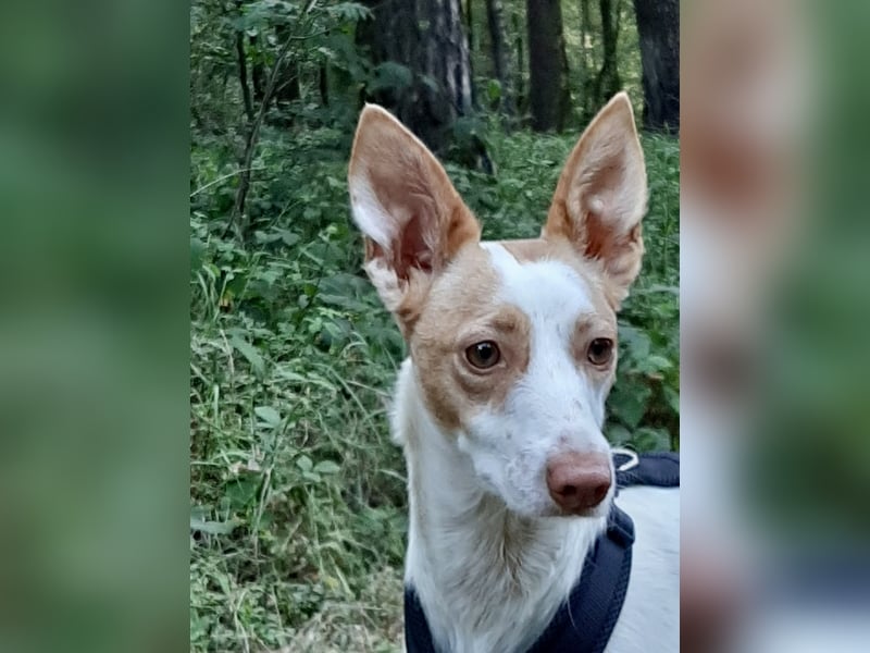 Chira ,treue Podenca sucht ihre Menschen ganz für sich