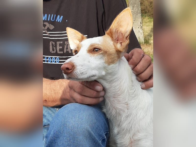 Chira ,treue Podenca sucht ihre Menschen ganz für sich