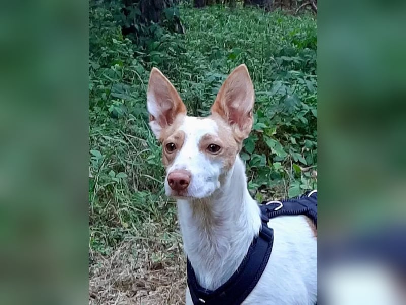 Chira ,treue Podenca sucht ihre Menschen ganz für sich