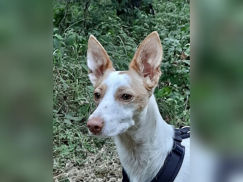 Chira ,treue Podenca sucht ihre Menschen ganz für sich