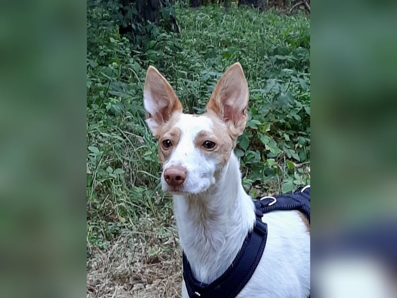 Chira ,treue Podenca sucht ihre Menschen ganz für sich