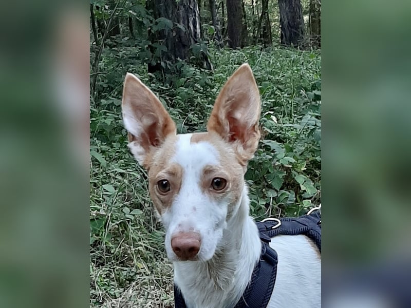 Chira ,treue Podenca sucht ihre Menschen ganz für sich