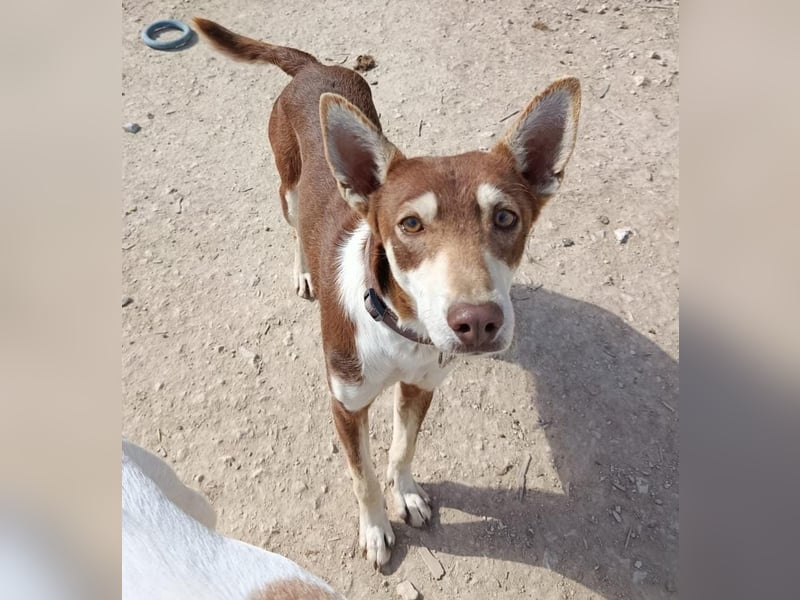 Turrón, sucht einen sicheren Platz