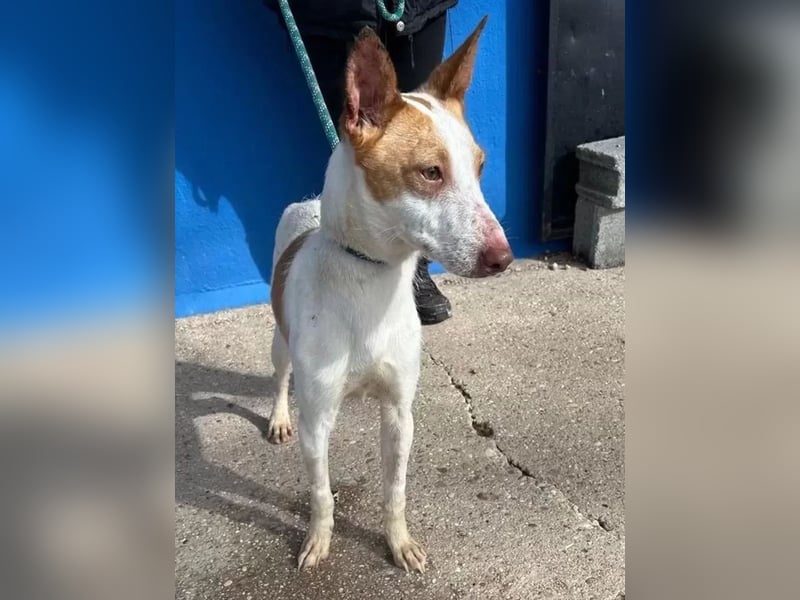 Rayos ,ein Herzenshund sucht sein Für-Immer-Zuhause