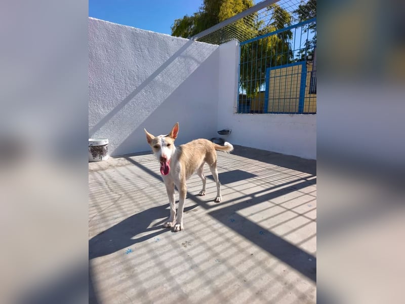 Atreu, ein junger Podenco  mit viel Potenzial