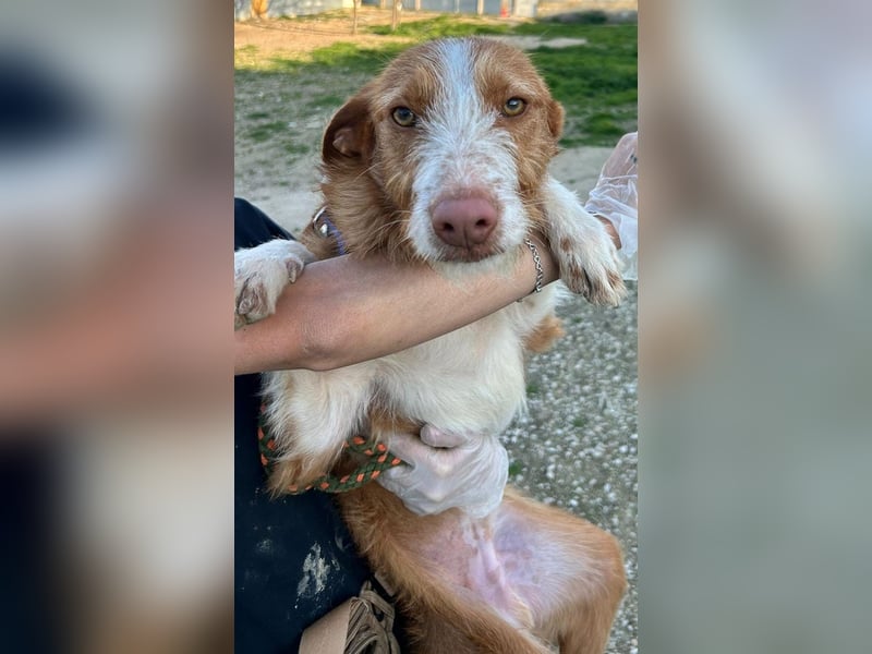 Ulises, ein toller Familienhund