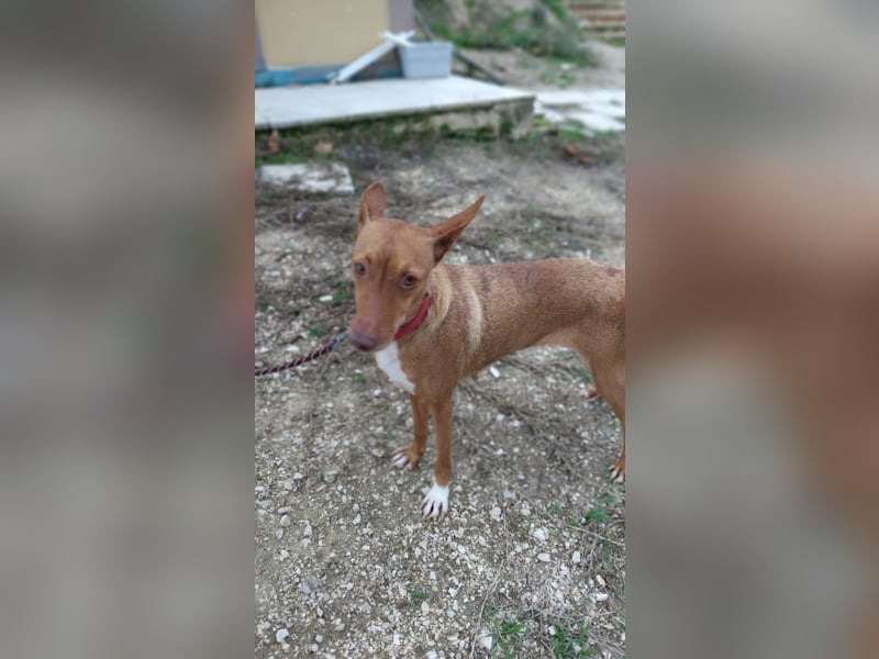 Ween, freundlich und unglaublich dankbar