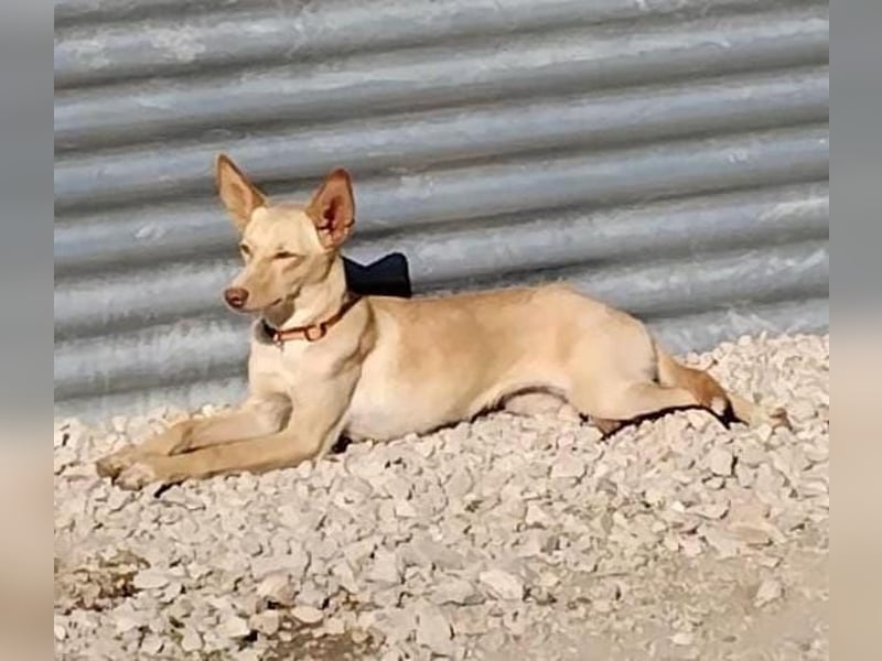 Nala , eine treue Seele sucht ihren Platz