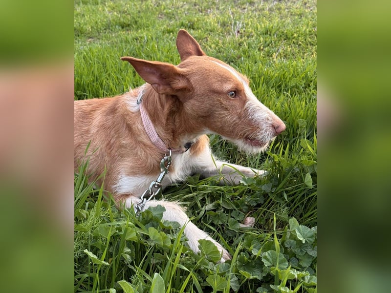 Ulises - sanfter Herzenshund auf der Suche nach seinem Zuhause