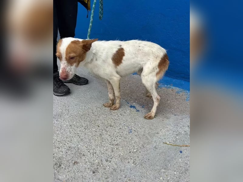 Baloo , ein Herzenshund sucht sein Für-Immer-Zuhause