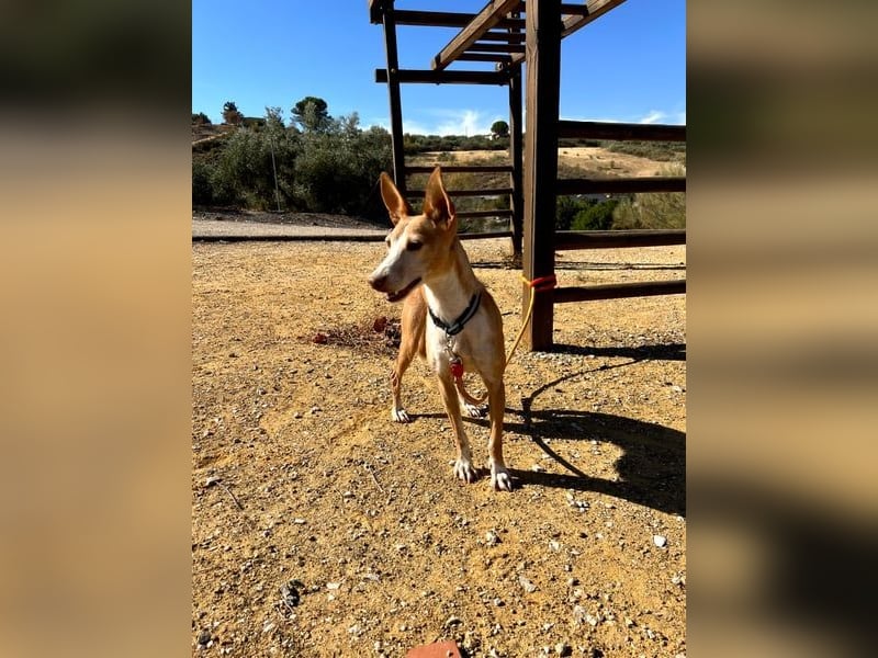 Gloria, menschenbezogene soziale Hündin