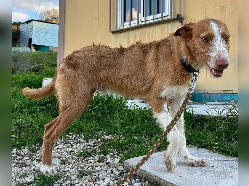 Ulises liebt Kinder und wäre so gerne ein Familienhund