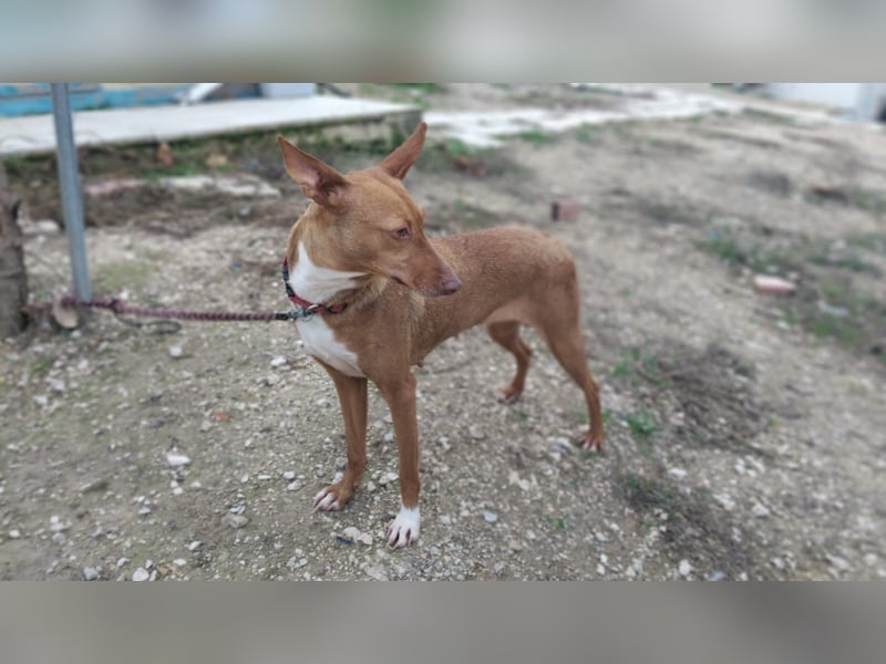 Ween, freundlich und unglaublich dankbar