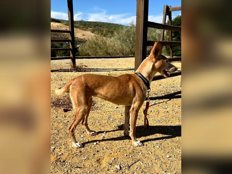 Gloria, menschenbezogene soziale Hündin