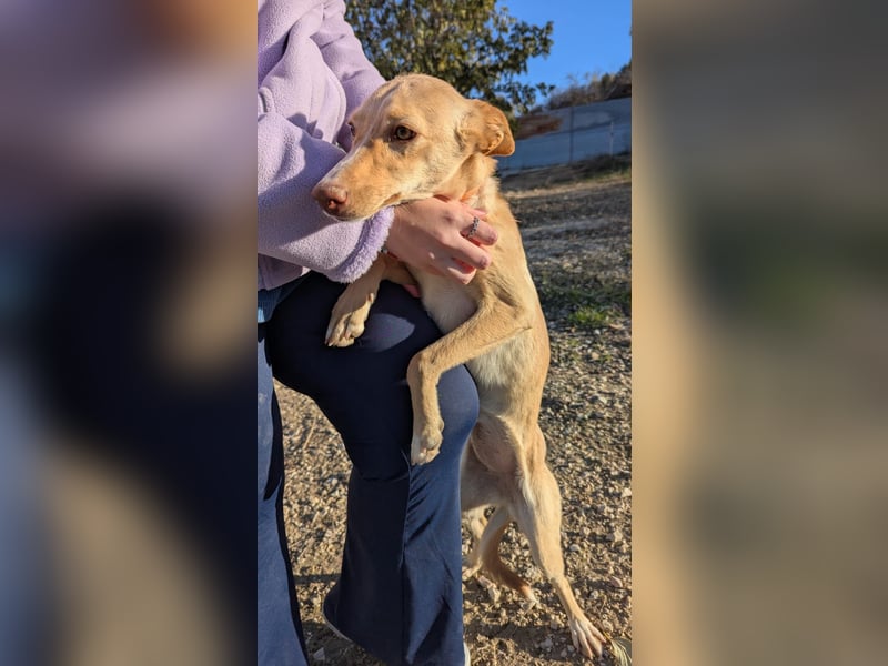 Nala , eine treue Seele sucht ihren Platz