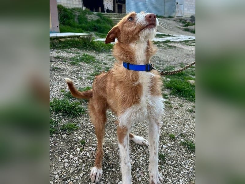 Ulises liebt Kinder und wäre so gerne ein Familienhund