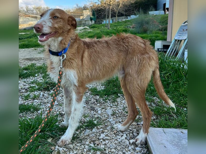 Ulises - sanfter Herzenshund auf der Suche nach seinem Zuhause