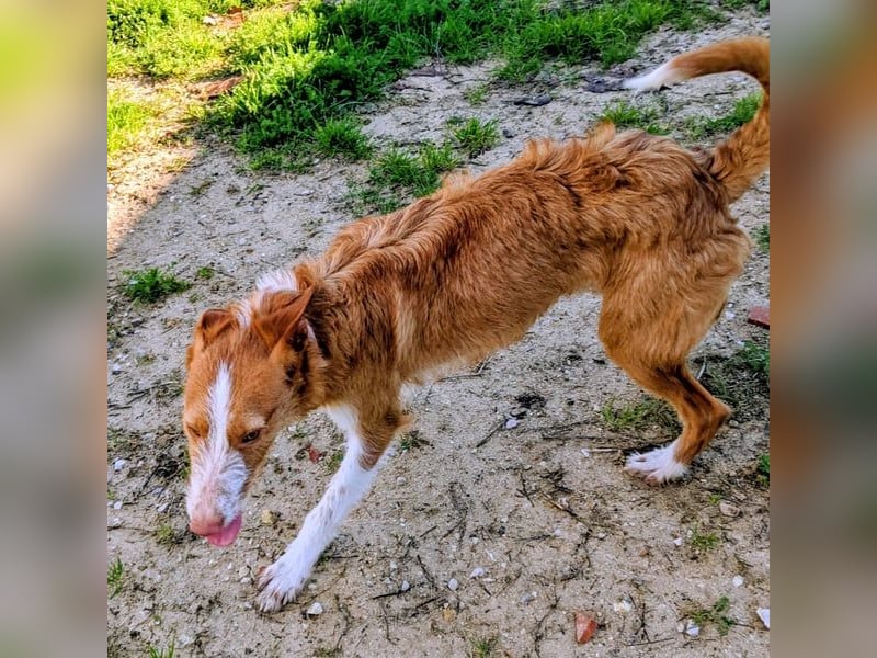 Ulises liebt Kinder und wäre so gerne ein Familienhund