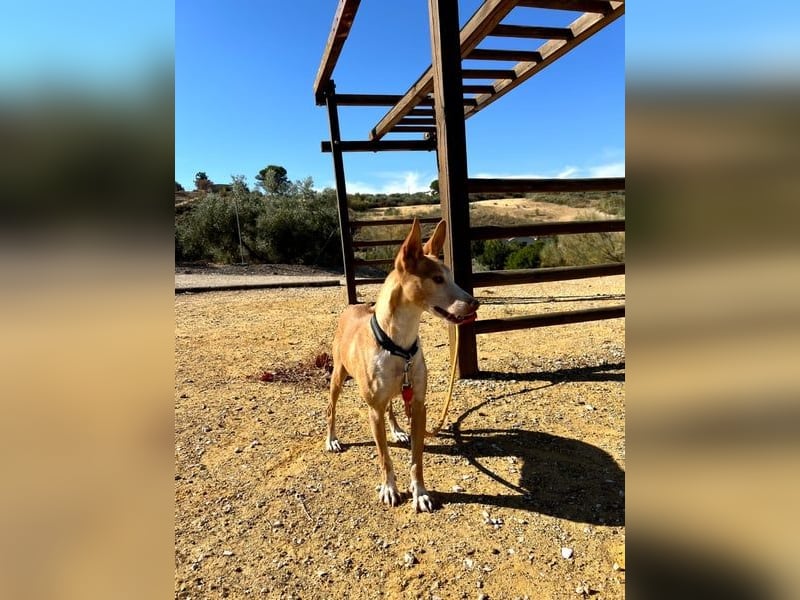 Gloria, menschenbezogene soziale Hündin