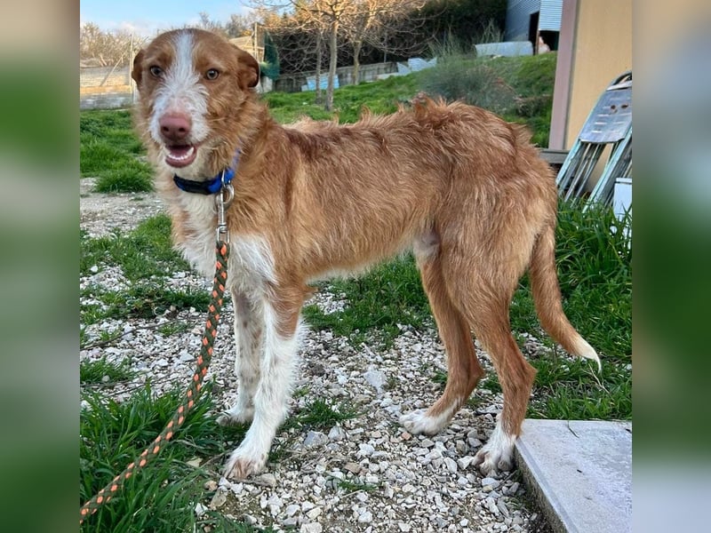 Ulises - sanfter Herzenshund auf der Suche nach seinem Zuhause